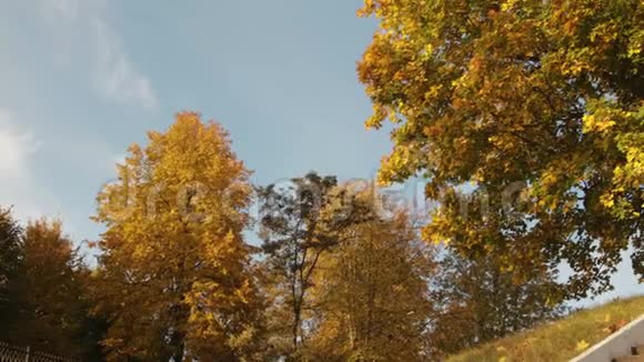 蓝色天空背景上有黄色和橙色叶子的大枫树视频的预览图