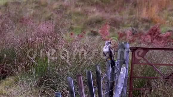 巴斯德布特布特奥栖息在栅栏柱上飞向猎物在田野下午在北苏格兰萨瑟兰拍摄视频的预览图
