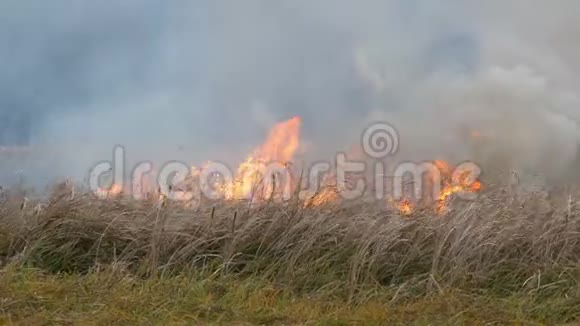 大火熊熊燃烧燃烧着大自然视频的预览图
