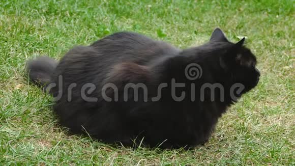 4K特写的一只毛茸茸的黑猫ChantillyTffany花园里的黑猫毛茸茸的成年猫躺在草地上视频的预览图