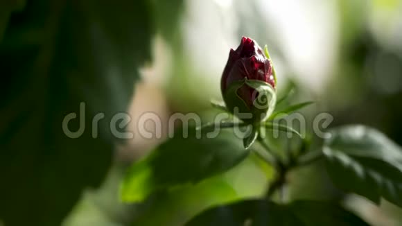 特写为未开封的红玫瑰花蕾和绿色花瓣自然之美库存录像美丽的玫瑰花视频的预览图