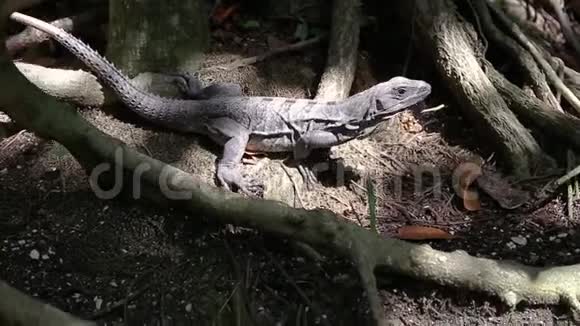尤卡坦半岛丛林中的本地鬣蜥视频的预览图