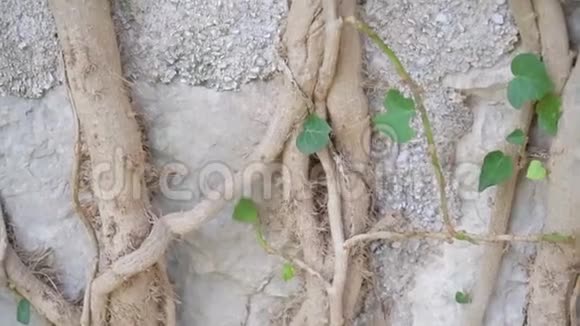 树的根长在老墙上视频的预览图