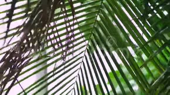 特写镜头热带雨降水季节掌叶背景上的雨视频的预览图
