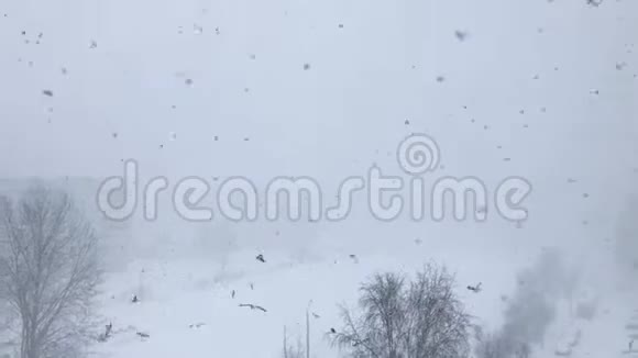 2019年3月拉脱维亚里加有雾的暴风雪中海鸥在大风天飞翔视频的预览图