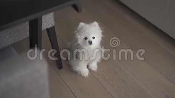 小白狗坐在地板上视频的预览图