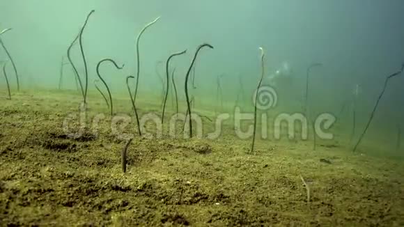 祖鲁海杜马盖特沙地泰勒园鳗鱼视频的预览图