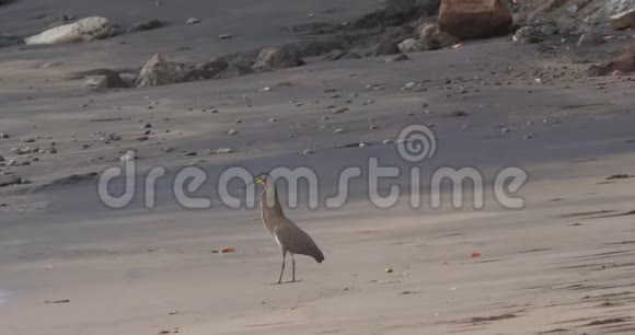 虎鹭在哥斯达黎加的海滩上打猎视频的预览图