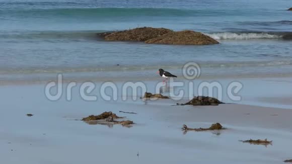 在澳大利亚塔斯马尼亚的海滩上散步的海捕鼠器视频的预览图