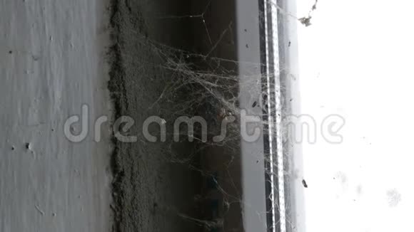 旧废弃的窗户上有很多蜘蛛网视频的预览图
