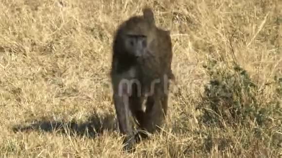 在马赛马拉游戏保护区喂橄榄狒狒视频的预览图
