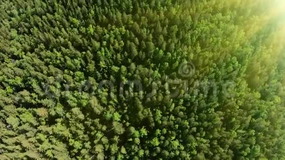 无人机在美丽的阳光明媚的绿色森林上空向前飞行空中垂直射击视频的预览图