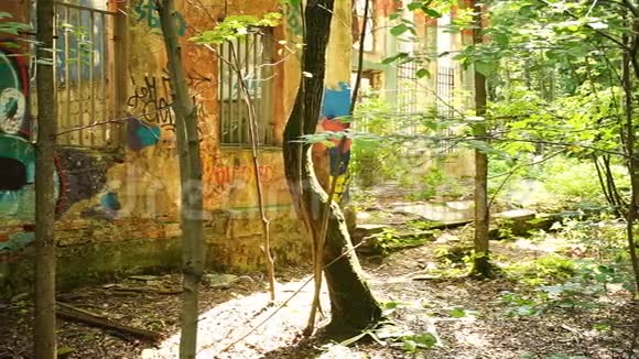 毁坏了森林中的建筑墙上涂鸦视频的预览图