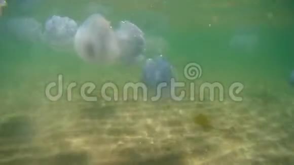 很多漂浮在水下的水母视频的预览图