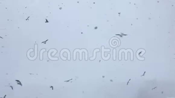 2019年3月拉脱维亚里加有雾的暴风雪中海鸥在大风天飞翔视频的预览图