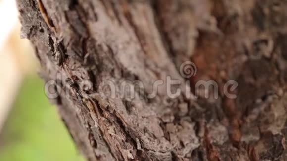 蚂蚁爬上树树皮视频的预览图