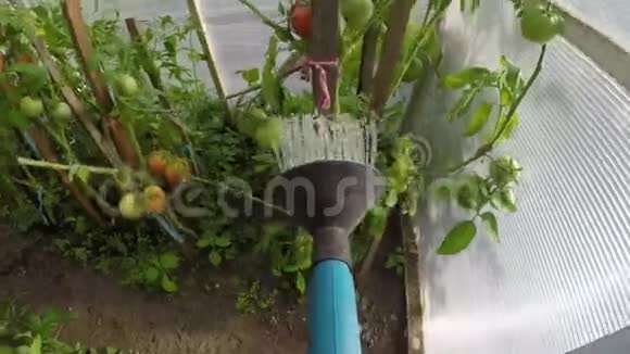 乡村生活农夫园丁在温室里给花园浇水园丁给植物施肥花园工具视频的预览图