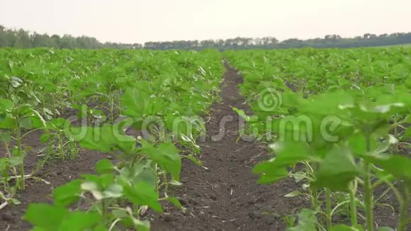 生长在栽培地的年轻大豆植株的幻灯片日落时的农业大豆田排视频的预览图