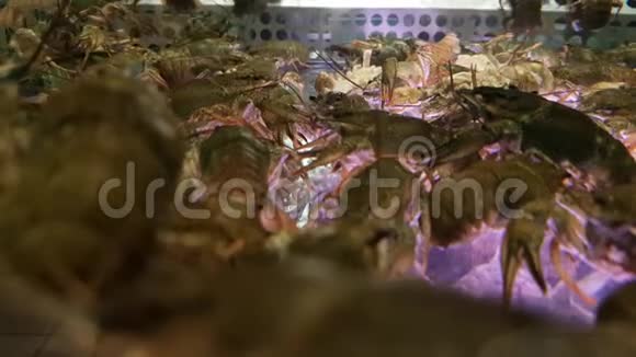 活龙虾出售视频的预览图