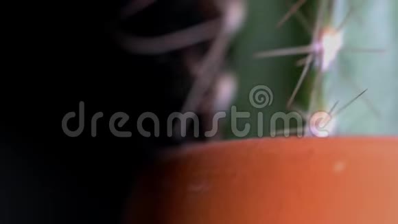 黑色背景上有针的仙人掌的特写黑色分离的棕色壶中小而细长的仙人掌碎片视频的预览图