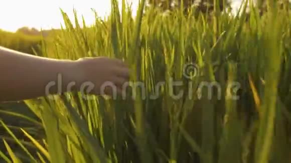 近距离拍摄幼儿手摸稻田绿草视频的预览图