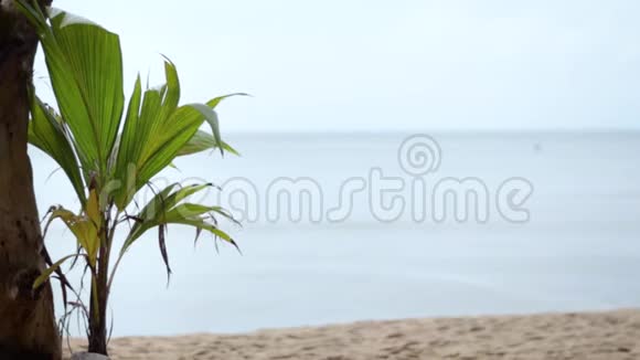 大海背景上沙滩上的年轻椰子棕榈视频的预览图