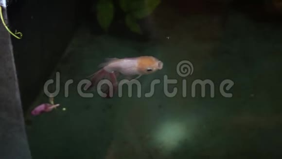 金鱼在池塘里游泳特写视频的预览图