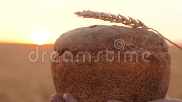 在日落时分女孩手里拿着一捆麦穗的面包特写镜头手里拿着美味的面包视频的预览图