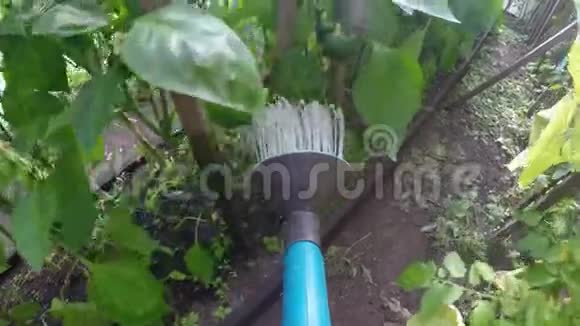 乡村生活农夫园丁在温室里给花园浇水园丁给植物施肥花园工具视频的预览图