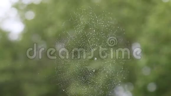 蜘蛛网视频的预览图