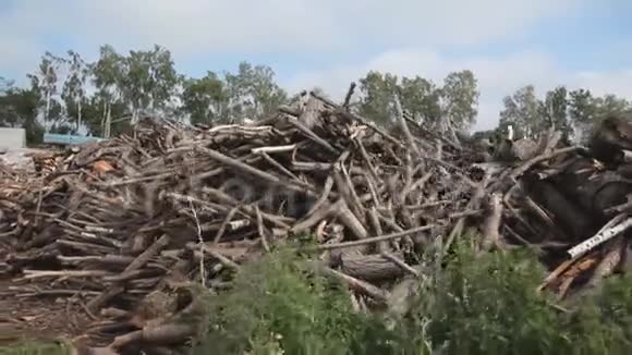 树枝被砍成木柴摄像机移动视频的预览图