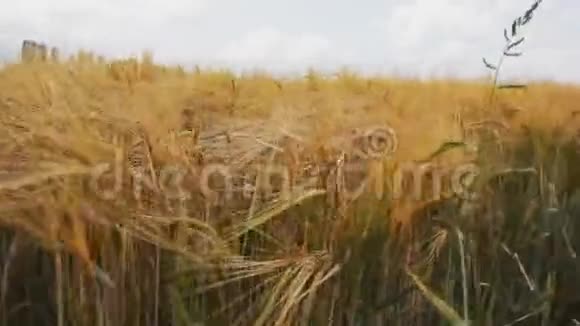 一片有金色小穗和绿色茎的麦田视频的预览图