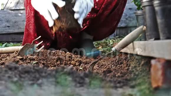 戴着防护手套的女性手把一丛红菊花种在地上慢动作视频的预览图