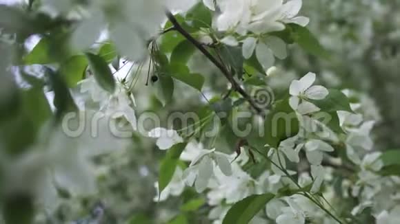 春暖花开树树枝上近为白花库存录像美丽的白苹果视频的预览图