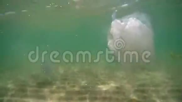 很多漂浮在水下的水母视频的预览图