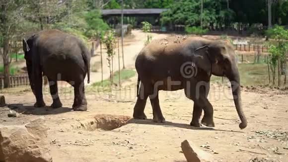 亚洲大象在雅拉国家公园散步视频的预览图