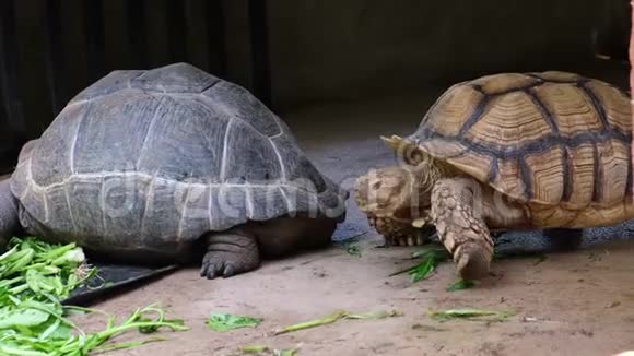 加拉帕戈斯龟大乌龟动物园里动物的概念视频的预览图