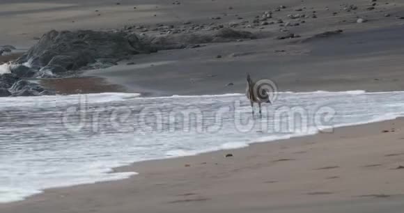 虎鹭在哥斯达黎加的海滩上打猎视频的预览图