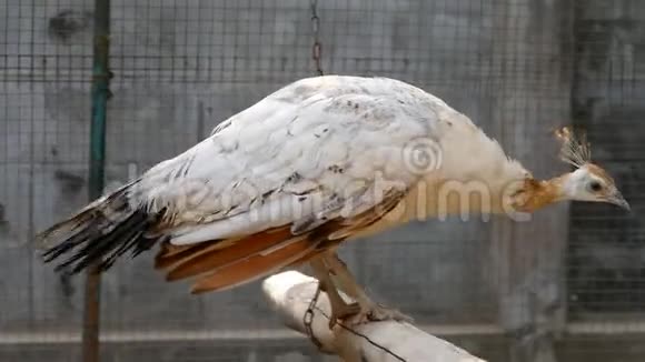 白孔雀在木头上摆动视频的预览图
