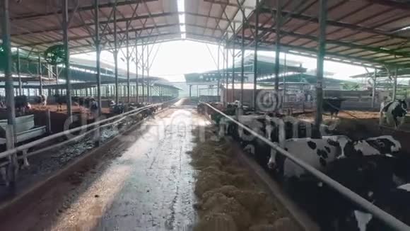 起重机从一个大型奶牛场上吃奶的奶牛到绿色的风景视频的预览图