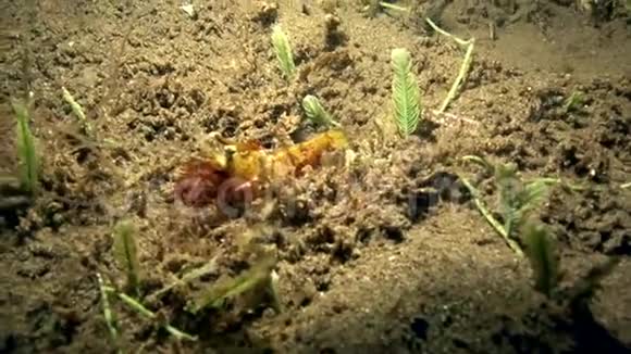 大理石虾沙伦祖鲁海杜马盖特的5颗沙甲虫视频的预览图