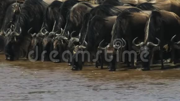 肯尼亚马拉河畔的王尔德贝斯特河畔视频的预览图