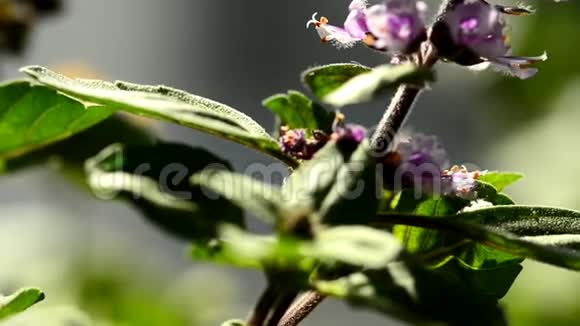 非洲蓝色罗勒香料和药用草本植物视频的预览图