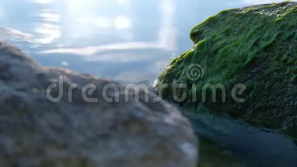 一只欧洲河流小龙虾在一块有绿藻的石头上掉进水里视频的预览图