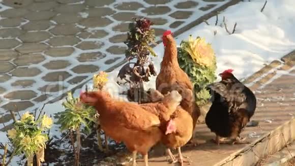 一群母鸡尖叫着花园里的一个装饰花坛视频的预览图
