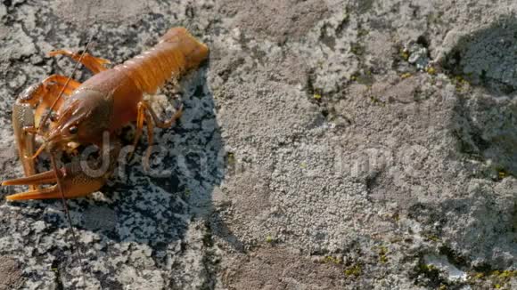 一种美国或欧洲小龙虾的特写它站在岩石上像天线一样搅动胡子视频的预览图