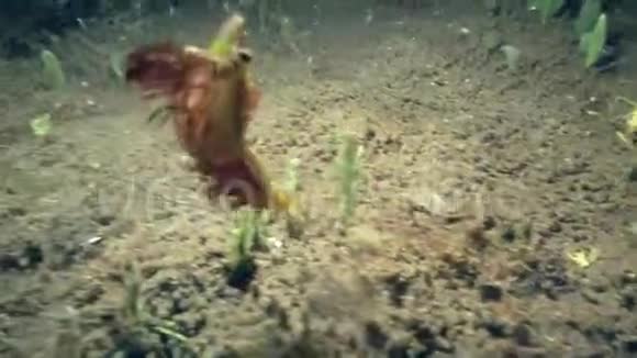 大理石虾沙伦祖鲁海杜马盖特的5颗沙甲虫视频的预览图
