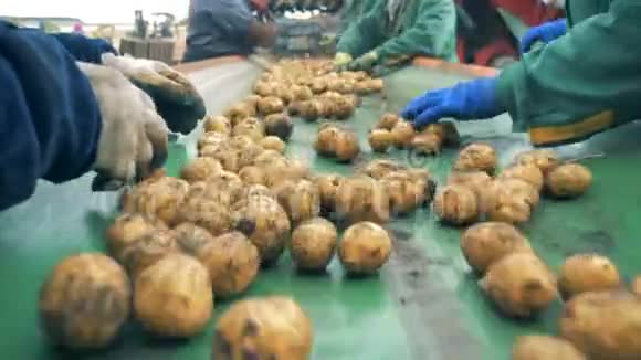 新鲜土豆正由一队农业工人分类农业耕作概念视频的预览图
