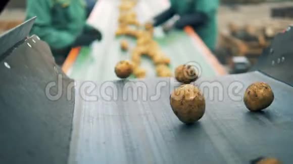 带着土豆的传送带鲜收获的分拣过程视频的预览图