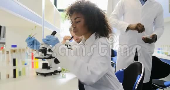 非裔美国人科学家显微镜下观察植物在遗传学实验室中的工作探讨视频的预览图
